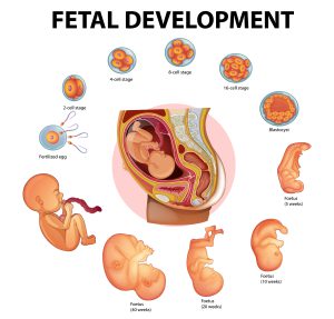 Understanding the importance of anatomy scan